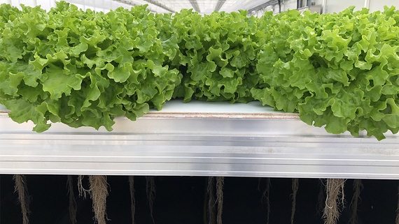 Cultivation of lettuce varieties in the greenhouse