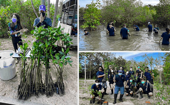 Mangrove planting campaign in Thailand